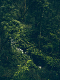 Stream Through the Woods