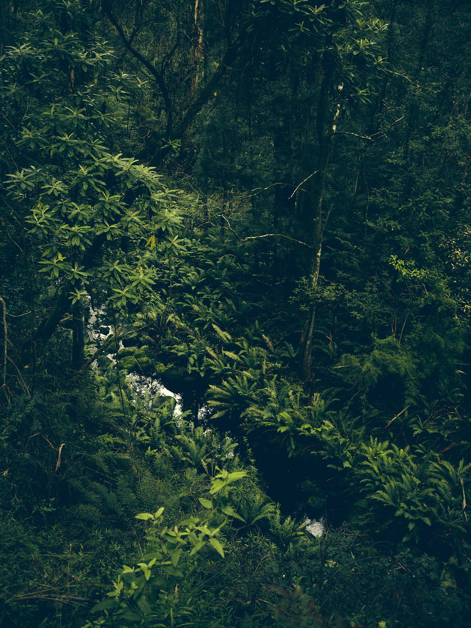 Stream Through the Woods