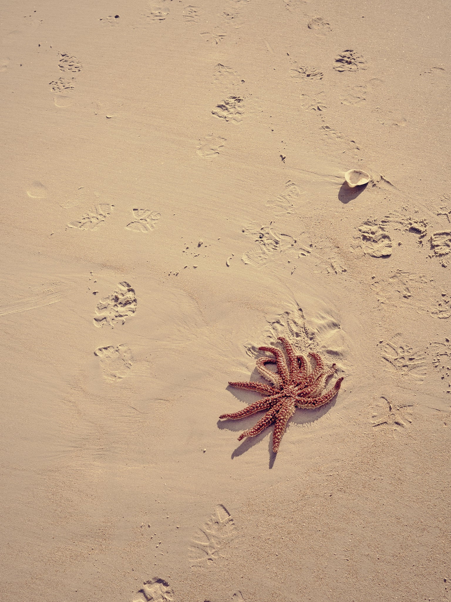 Eleven Armed Sea Star